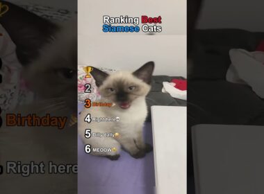 Ranking Best Siamese Cats
