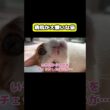 病院が嫌いな猫 #猫 #おもしろ #アテレコ #ニャンチューバーつくし