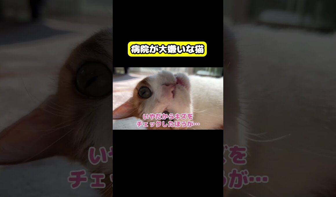 病院が嫌いな猫 #猫 #おもしろ #アテレコ #ニャンチューバーつくし
