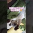 ちびちょこしっぽ遊び😸 #シャム猫 #保護猫 #子猫