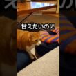 お外時代はいつも子猫のお世話をしていた『はっさく兄にゃん』