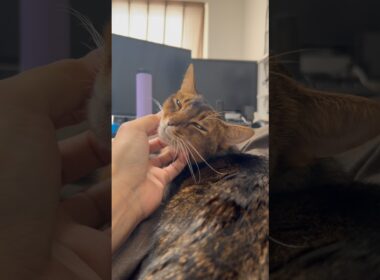 のっかりねこちゃん　#cat #ねこ #アビシニアン