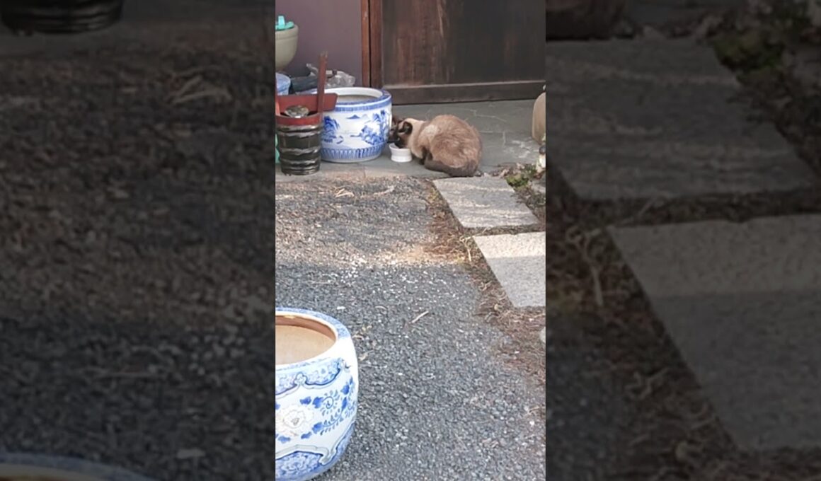 ご飯中なシャム猫っぽいの。【お外の動物その658】#shorts