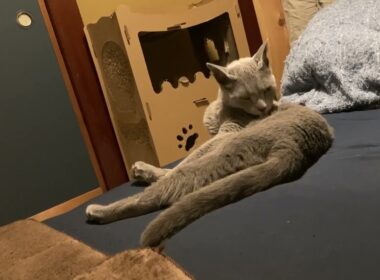 【猫のいる暮らし】就寝前、枕元の猫。幸せ時間。ロシアンブルー
