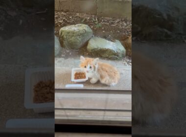 捨て猫の子猫 モゥちゃん #リンパ腫 #白血病