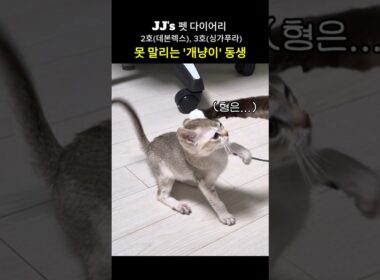 못 말리는 '개냥이' 동생 (데본렉스, 싱가푸라)