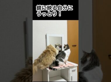 鏡を見ながら身だしなみを整えたらアメリカン・カールになった！可愛いおとちゃん