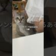 シンガプーラあるある5選 #猫あるある #cat #ねこたんの解説