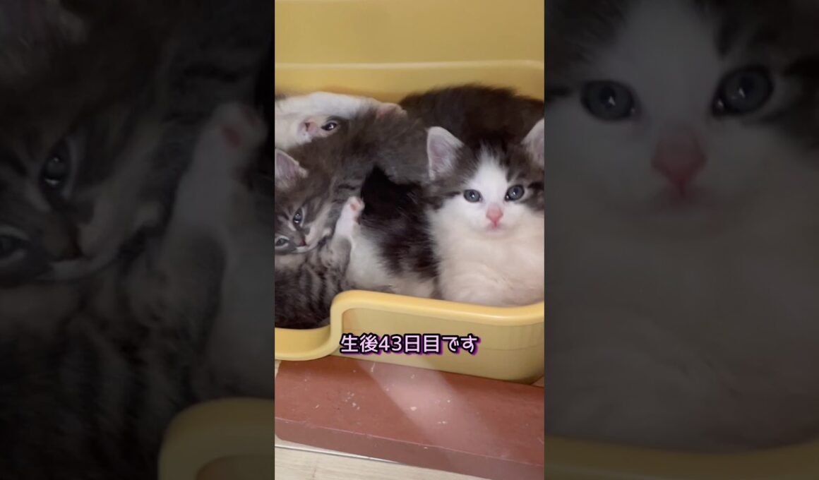 子猫さんの体色の変化#ノルウェージャンフォレストキャット #norwegianforestcat #子猫 #cat