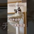 今日はミヨンのウチの子1年記念日💓😽👏🥰🎉#ラグドール #猫好きさんと繋がりたい #猫のいる暮らし #ねこ動画