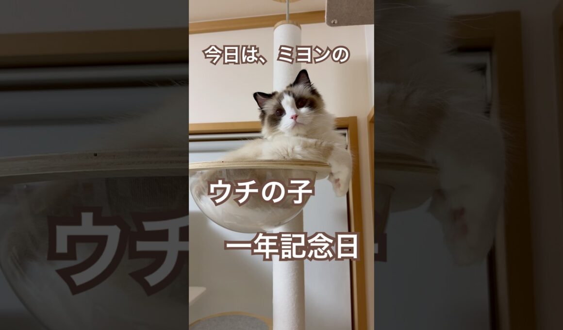 今日はミヨンのウチの子1年記念日💓😽👏🥰🎉#ラグドール #猫好きさんと繋がりたい #猫のいる暮らし #ねこ動画