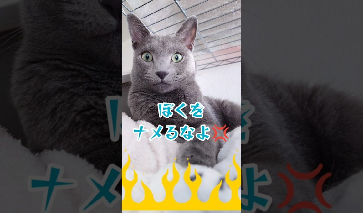 【レイ君とブゥのバトル】切り抜きです！#猫#かわいい#ロシアンブルー#ブリティッシュショートヘアー