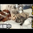 ぬいぐるみを本当の仲間だと思ってる子猫が可愛すぎて困ってます
