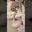 すごいポーズで眠る猫たち【スフィンクス】