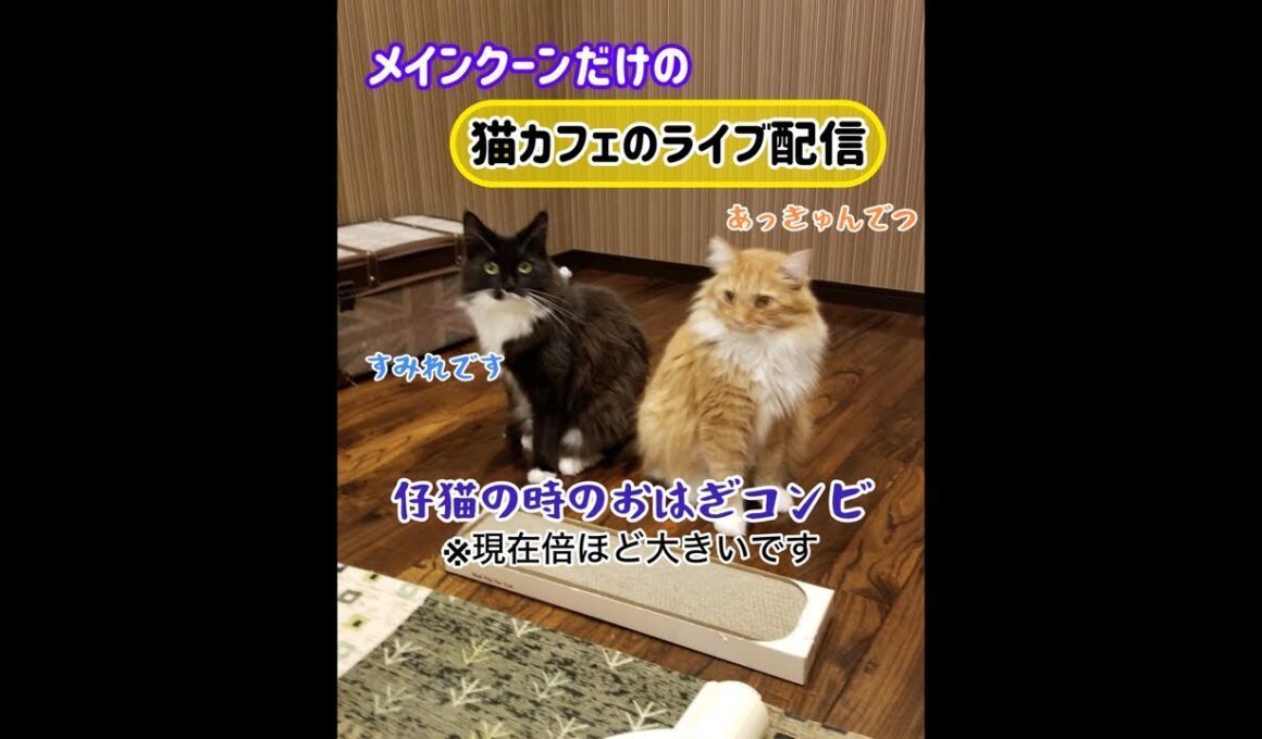 20260615メインクーンだけの【猫カフェのライブ配信】#cat #cooncat #mainecat #もふもふ