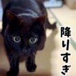大量の火山灰が降った日の犬猫たち🌋 A Day of Heavy Volcanic Ashfall