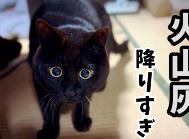 大量の火山灰が降った日の犬猫たち🌋 A Day of Heavy Volcanic Ashfall