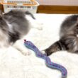 【仲良し⁉︎】ヘビさんと仲良くなったもふ猫たちwwwノルウェージャンフォレストキャットとターキッシュアンゴラ