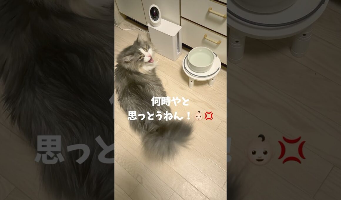 文句が止まらないおしゃべり猫🐱 #ノルウェージャンフォレストキャット #猫のいる暮らし #猫とおしゃべり