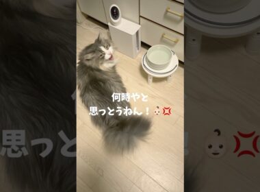文句が止まらないおしゃべり猫🐱 #ノルウェージャンフォレストキャット #猫のいる暮らし #猫とおしゃべり