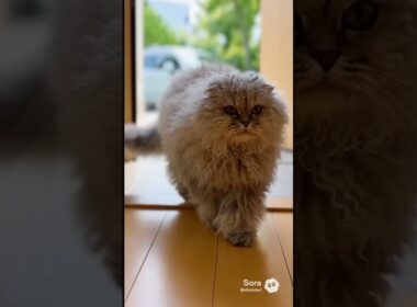 マメちゃんミケちゃんが、セルカークレックスを連れて帰って来た！