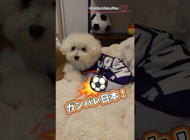 【マンチカン＆ビションフリーゼ】早起きしてワールドカップを観戦するもふ犬と女王猫 【犬と猫、両方飼ってると毎日かわいい♥】