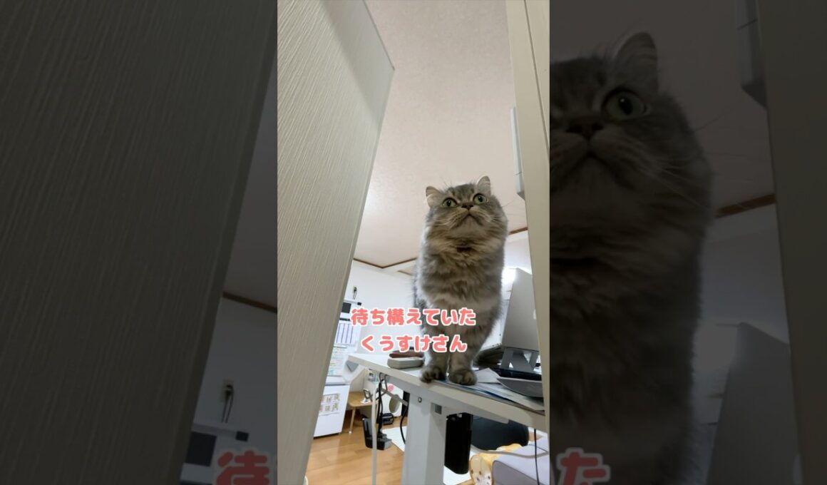 自由すぎる猫w   #猫 #猫のいる暮らし #マンチカン