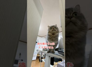自由すぎる猫w   #猫 #猫のいる暮らし #マンチカン
