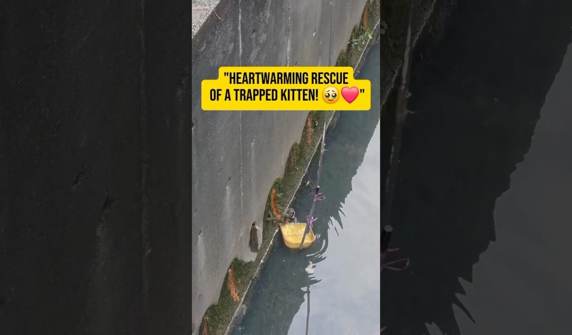 Heartwarming Rescue of a Trapped Kitten🥹❤️ #cat #cutecat #kitten #funnycats #catshorts #mocicatstory