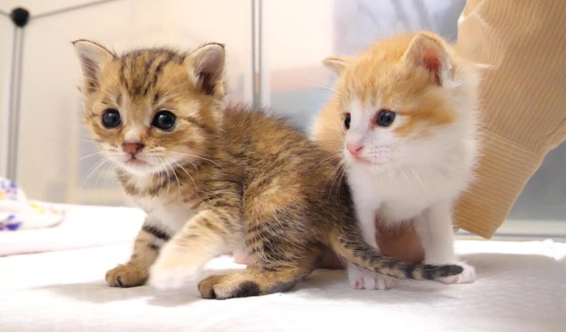 保護間もない子猫が不安そうな鳴き声で部屋を探索した結果、安心できたのか喉をゴロゴロ鳴らしてなく眠りにつく【赤ちゃん猫　保護猫】