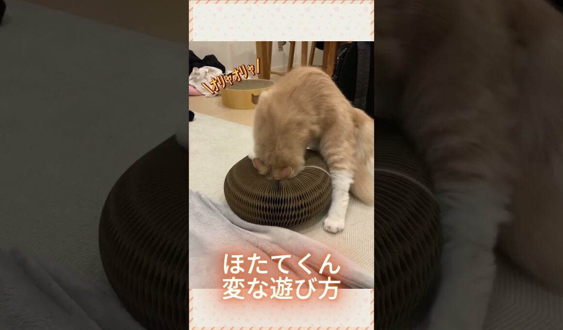 変な遊び方をするほたてくん #ラガマフィン  #猫  #ねこのいる日常  #猫好きさんと繋がりたい