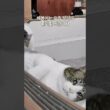 고통받는 아빠고양이 #제주도바다에는고양이가산다