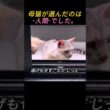 母猫が選んだのは、"人間"でした