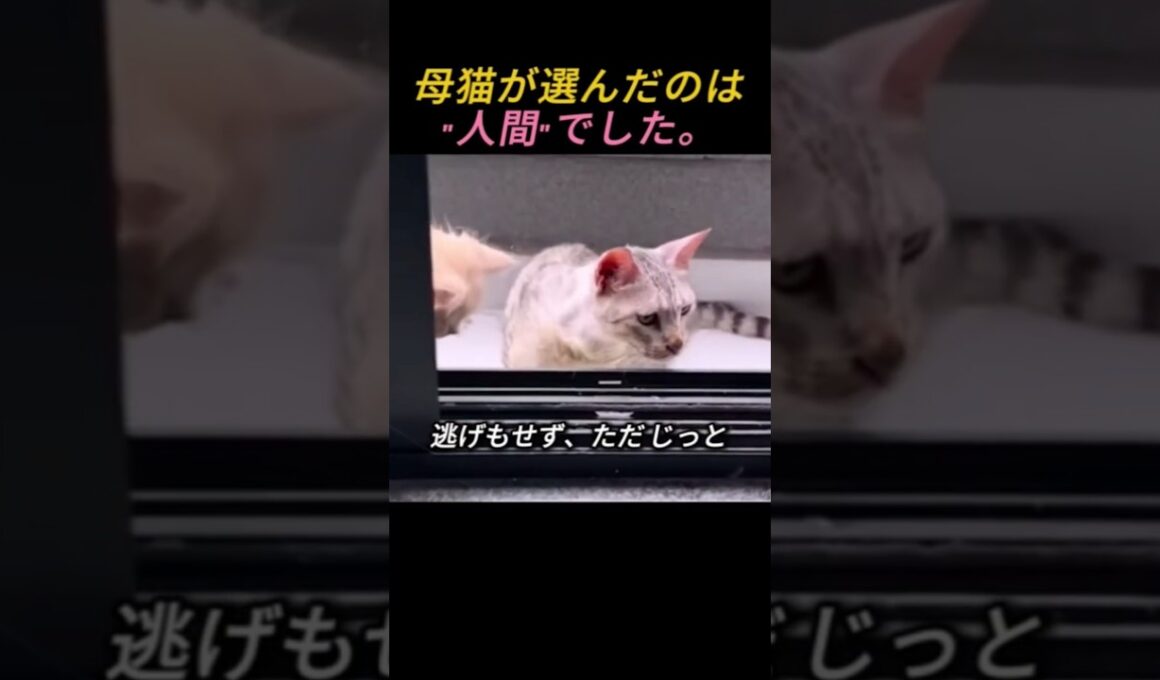 母猫が選んだのは、"人間"でした
