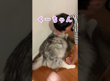 朝、少年の朝ごはんを見守る大型猫#shorts