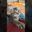 よじ登る子猫 #子猫 #じゃれる