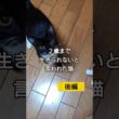 余命宣告された猫 てんてん（後編）