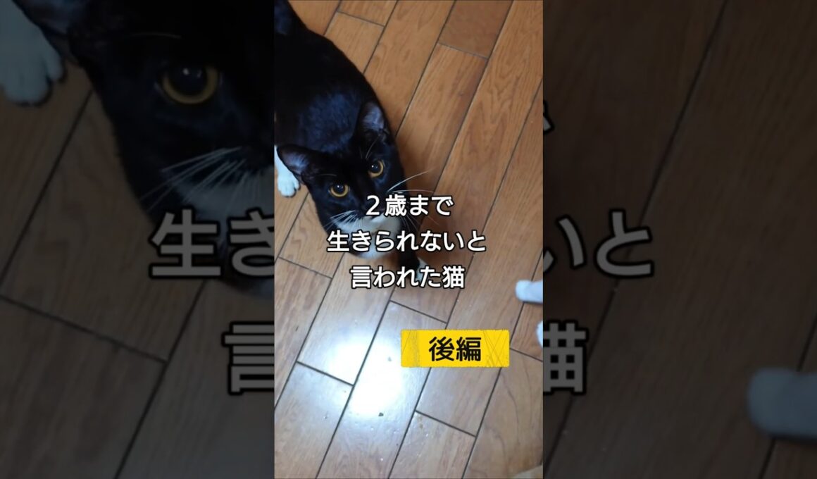余命宣告された猫 てんてん（後編）