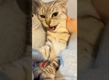 出張帰りパパを全力で出迎える猫たちが可愛すぎる!! #cat #猫