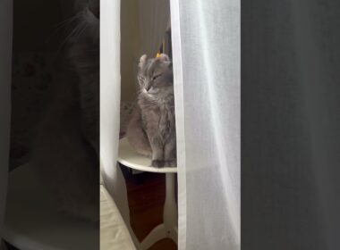 さりげなく #ねこ動画 #アメリカンカール
