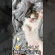 🐱ウインクして腕枕に誘う子猫🐱   #cat #kitten #猫 #子猫 #ねこ #こねこ #保護猫  #shorts  #猫のいる暮らし