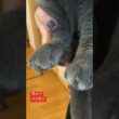 ちょ〜ハッピーなロシアンブルー💖