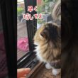 ニャンコの可愛い『出待ち』😽 #shorts