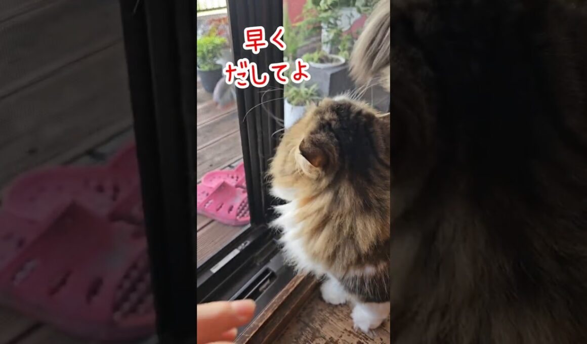 ニャンコの可愛い『出待ち』😽 #shorts