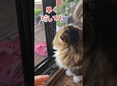 ニャンコの可愛い『出待ち』😽 #shorts
