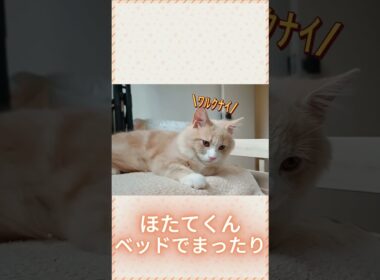 お手製ベッドがお気に入りのほたてくん #ラガマフィン  #猫  #ねこのいる日常  #猫好きさんと繋がりたい