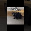 避妊手術から帰宅した子猫が元気すぎた【双子保護猫】