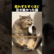 思わずえずくほど足が臭かった猫