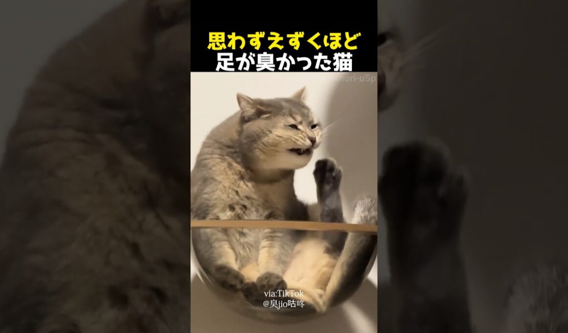 思わずえずくほど足が臭かった猫