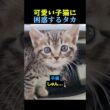 可愛い子猫に困惑するタカ🐈🦅 #子猫 #タカ #動物